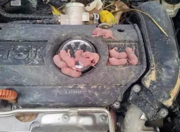 急！如何防止老鼠进入汽车发动机舱内？